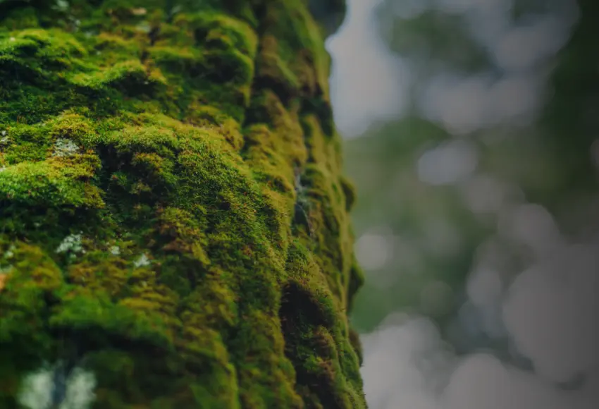Carbon Credit Compensation